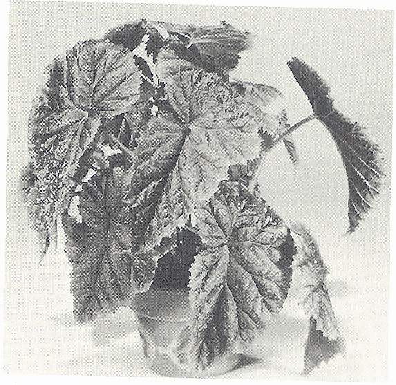 B. ‘Grace Lucas’